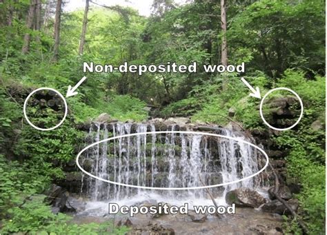 Woody Erosion Control Dam In The Research Forest Of Kangwon National