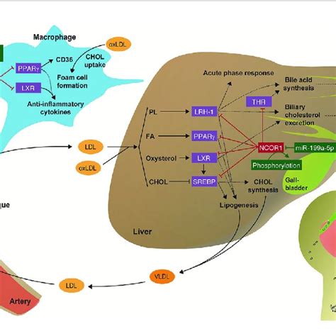 Regulation Of Immunometabolic Processes By The Ncor Complex Scheme