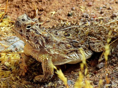 Horned Lizard Wallpapers Wallpaper Cave