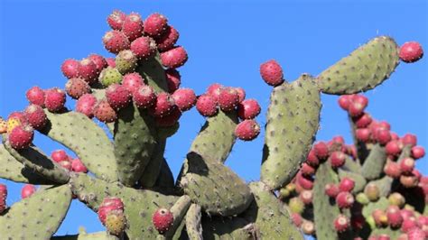 Frutos Que Necesitas Probar En Tu Pr Xima Visita A Zacatecas L Der