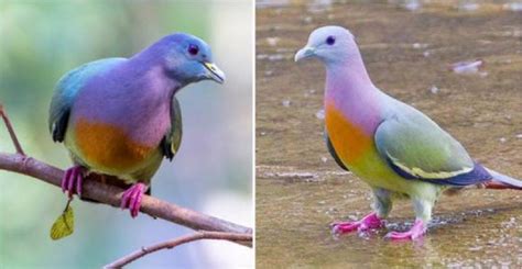 Les Internautes Craquent Pour Le Pigeon Arc En Ciel En Voyant La