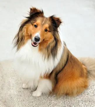 Shetland Sheepdog