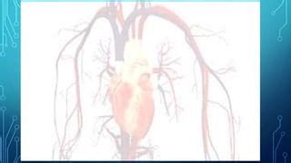 Heart circulation .ppt | Free Download