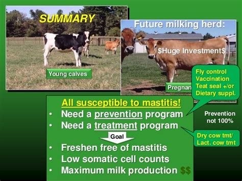 Managing Mastitis In Bred Heifers