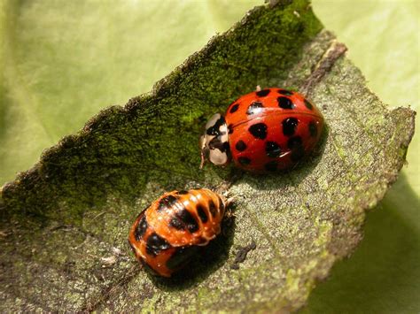 Photos Show The Birth Of Beautiful Ladybirds