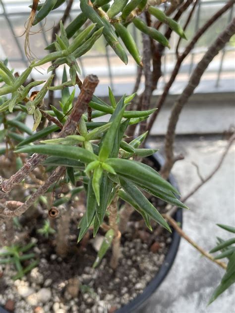 Crassula Tetragona Miniature Pine Tree Hortus Botanicus Leiden