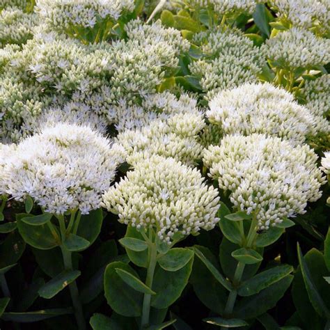 Sedum Spectabile Iceberg Vente Orpin Remarquable Blanc