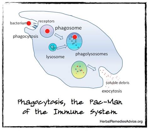 Immunity System Immunity System School Study Tips