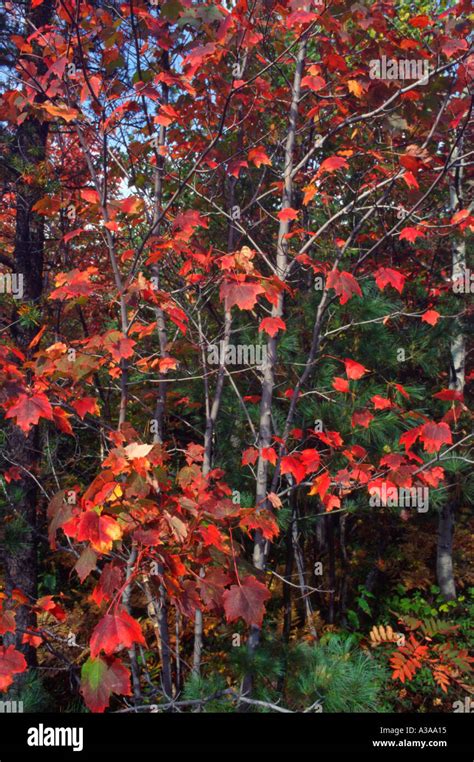 Maple tree in autumn Canada Stock Photo - Alamy