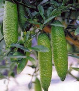 Finger Lime Bush Food Bush Tucker Taste Australia Native Food