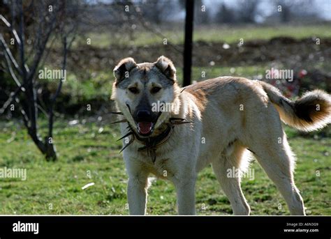 SHEPHERD DOG WITH SPIKE COLLAR TO PROTECT FROM WOLF ATTACK Stock Photo ...