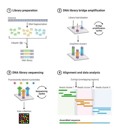 Next Generation Sequencing Ngs Definition Types Applications Limitations Biology Notes