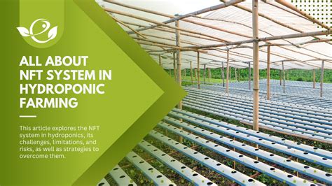 Nutrient Film Technique Nft A Comprehensive Guide To Hydroponic Nft