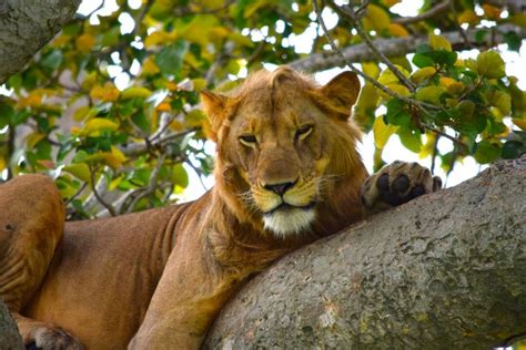 Tree Climbing Lions In Uganda Queen Elizabeth National Park