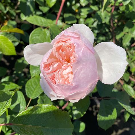 The Generous Gardener Climbing Rose Uk Fasci Garden