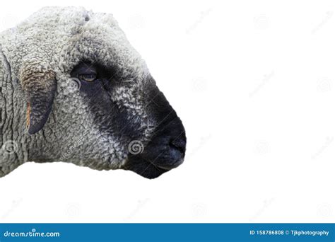 Face Sheep Side View Stock Photos Download 187 Royalty Free Photos