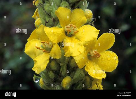 Great Mullein Verbascum Thapsus Stock Photo Alamy