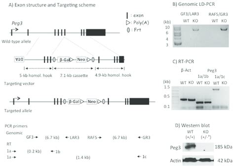 Exon Structure And Targeting Scheme Of The Peg3 Locus A Schematic