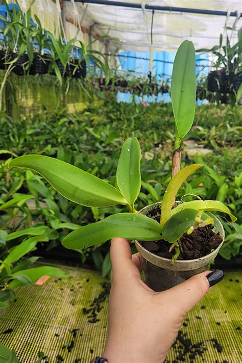 Orchid Cattleya (Rlc.) Golf Green ‘Hair Pig’ (NFS) – OrchidGarden
