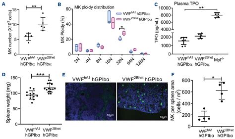 The Impact Of Aberrant Von Willebrand Factor Gpibα Interaction On Megakaryopoiesis And Platelets