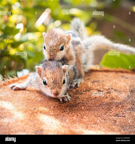 small sibling squirrel baby rides big brothers  cute adorable