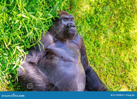 Sleeping Gorilla stock image. Image of america, primates - 61102825