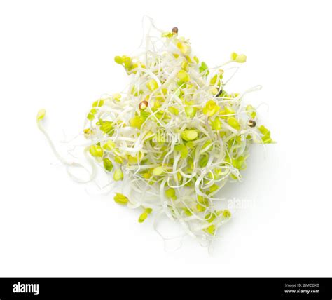 Broccoli Sprouts Hi Res Stock Photography And Images Alamy