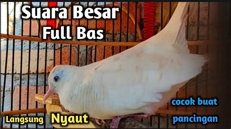 Suara Perkutut Lokal Putih Gacor Suara Besar Pancingan Ampuh Langsung