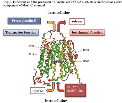 Molecular Identification Of The Core Protein For The Maxi Cl Channel