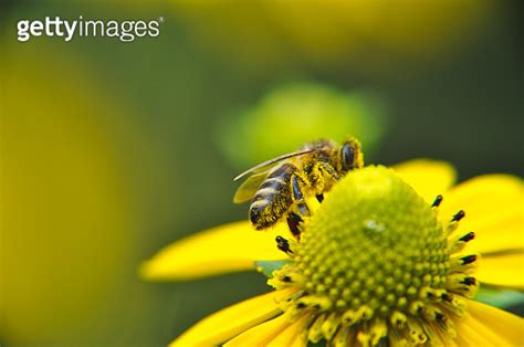 Small Stripped Bee Worker Collects Honey On A Rudbeckia Flower Pollen