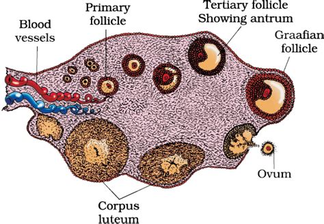 Draw A Labelled Diagram Of A Section Through Ovary Noon Academy