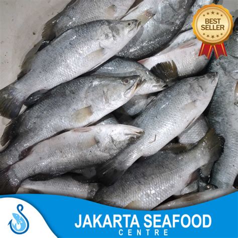 Jual Ikan Kakap Putih Segarbarramundi Freshikan Kakap Segar 1kg 1 2