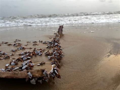 Granaten an den überresten eines bootes in der nähe des strandes