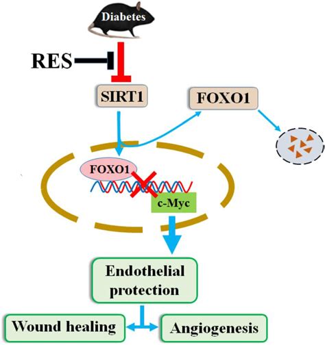 Frontiers Resveratrol Promotes Diabetic Wound Healing Via Sirt1 Foxo1