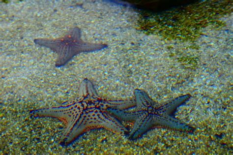 Premium Photo Starfish In Water