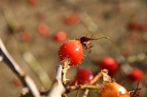 Free Images Nature Branch Blossom Fruit Leaf Fall Flower Food