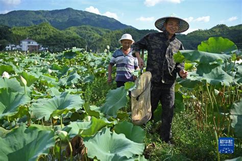 “莲鱼共养”富农家图片频道新华网