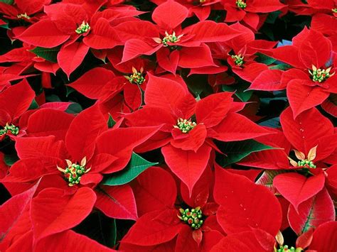 Estas Son Las Plantas Y Flores Para Ponerle Color A Tu Casa En