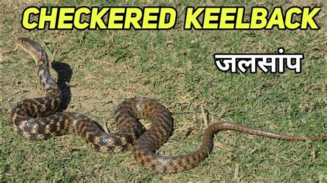 Checkered Keelback Snake Facts Neerkoli Snake Youtube