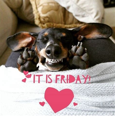 It Is Friday Funny Dachshund Dachshund Quotes Funny Dachshund Pictures