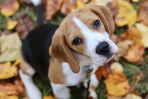 Archibald, 5 months old : r/beagle