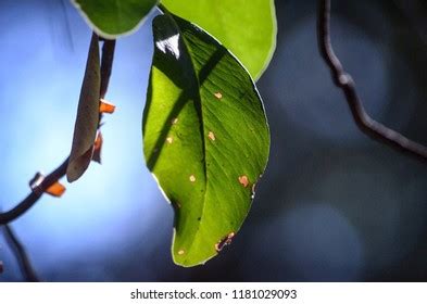 457 Madrone Leaves Images, Stock Photos & Vectors | Shutterstock