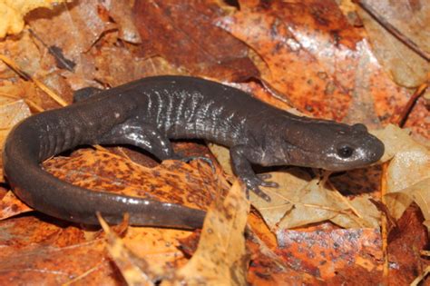 Jefferson Salamander