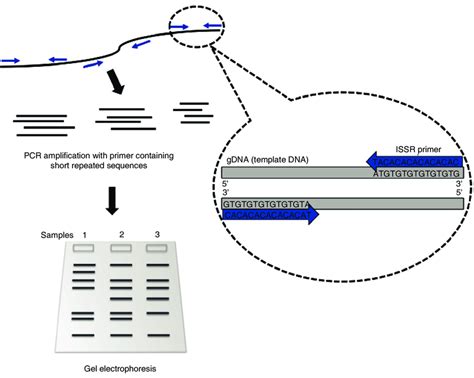 Pcr Amplification Using An Issr Primer Download Scientific Diagram