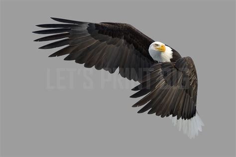 Bald Eagle 5 Large Wall Decal – Let's Print Big