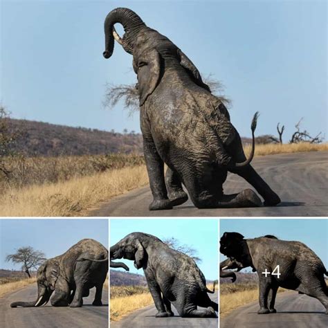 Watch Elephants Limber Up Before Engaging In Playful Tussle Daily BB News