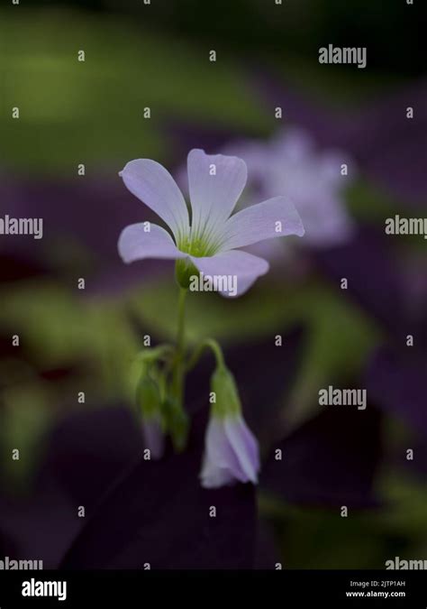 Purple Oxalis triangularis flower. Oxalis triangularis Stock Photo - Alamy