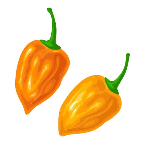 Premium Vector Two Whole Peppers Habanero Vector Color Illustration