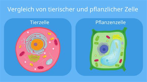 Pflanzenzelle Ohne Etiketten