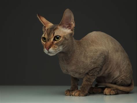 The Ultimate Guide To Peterbald Cat Breed Care And Love